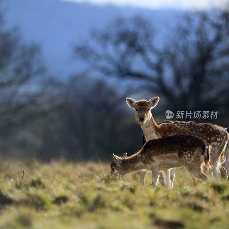 两只小白鹿(哒哒哒哒)