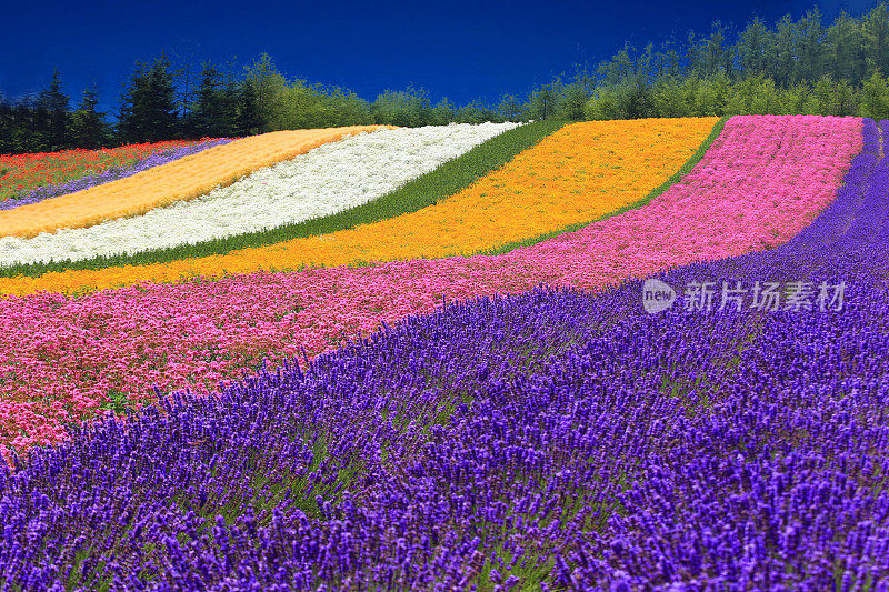 北海道夏日花田