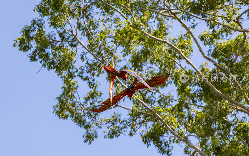鲜红金刚鹦鹉在晴朗的天空下飞过