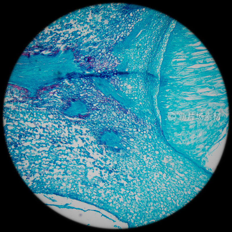 显微镜玉米胚