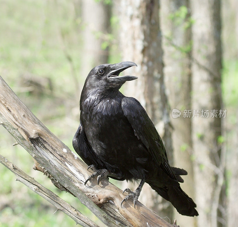 一只黑乌鸦坐在森林的树枝上的特写