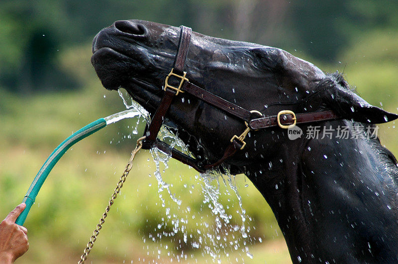 在炎热的夏天降温:马水管冲洗