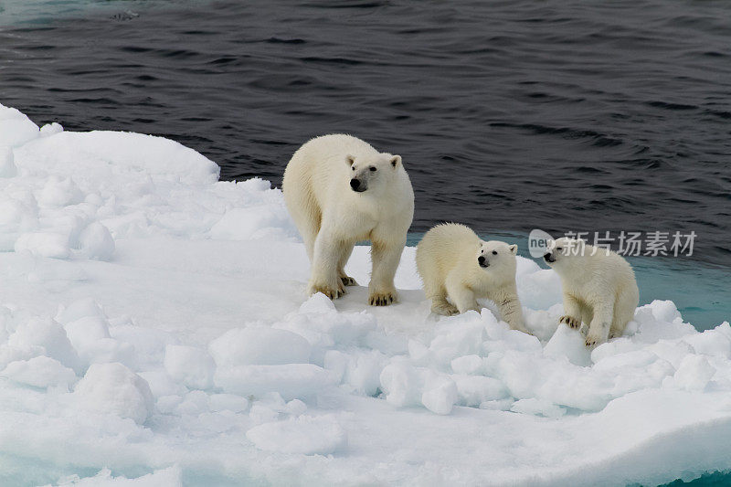 两只北极熊在一块小浮冰上
