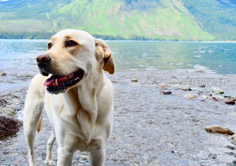 山区湖泊中的拉布拉多寻回犬