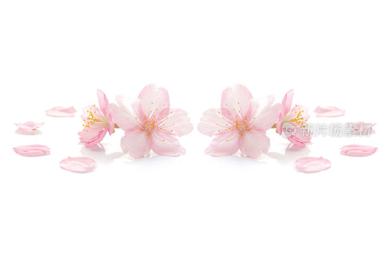 日本白色樱花上的粉红色