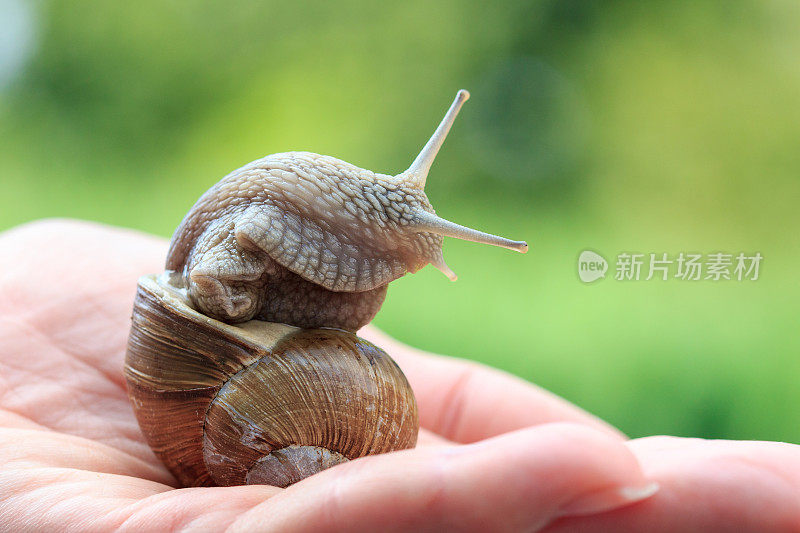 一只蜗牛，螺旋波玛提亚，在人的手上