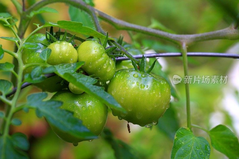 有机绿色番茄开始成熟到红色