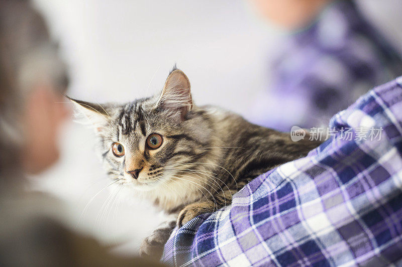 肩上的挪威森林猫