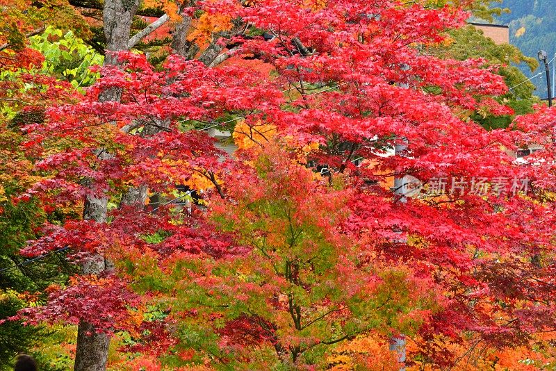 青森县黑石的中野百山秋叶