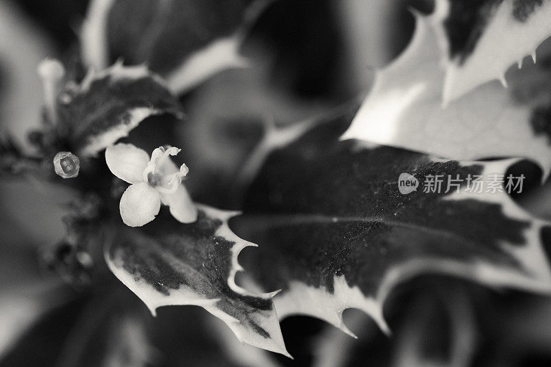 冬青叶白色花瓣特写，景深浅