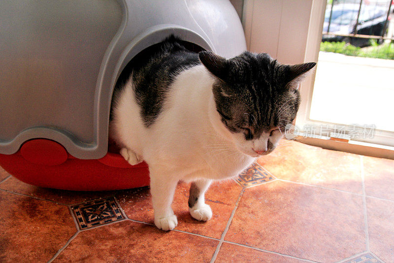 猫使用厕所，猫在砂箱，用于拉屎或排尿，在干净的沙厕所拉屎。清洁猫砂盒。一只猫在蓝色的猫砂盒里看着自己的便便。猫砂。猫在家里。