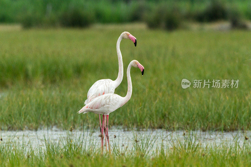 两个火烈鸟