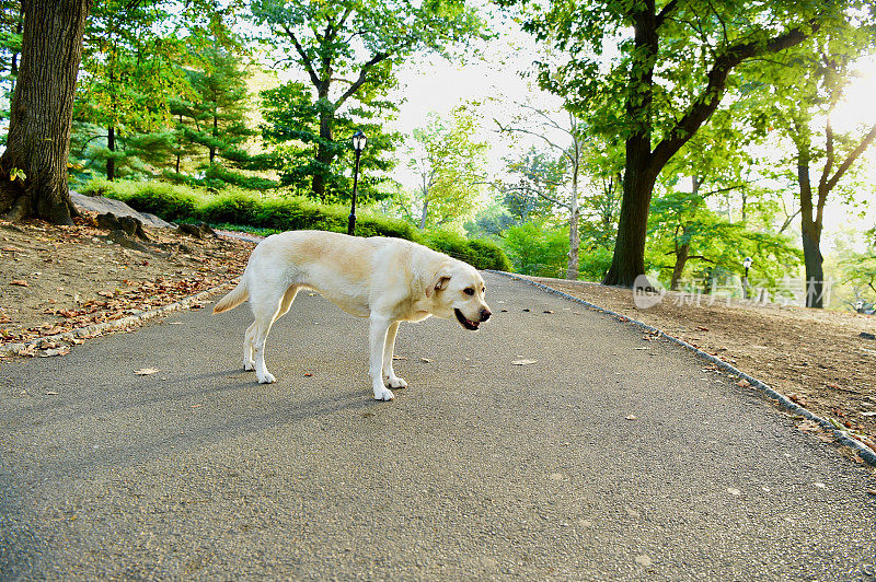 中央公园的拉布拉多寻回犬