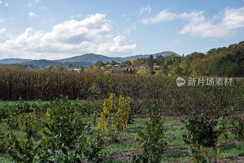 北卡罗莱纳州的乡村风光