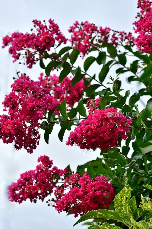 日本紫薇花