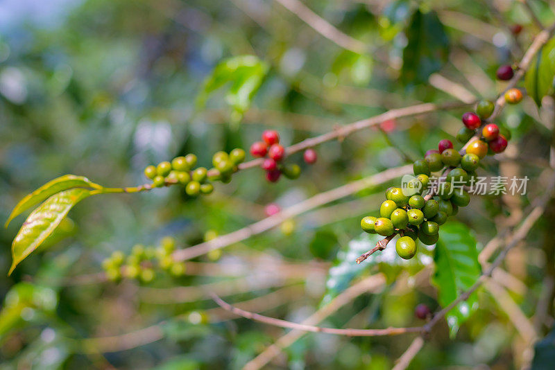 咖啡植物，成熟的咖啡豆上枝近，绿红未成熟的咖啡粒，选择性集中。