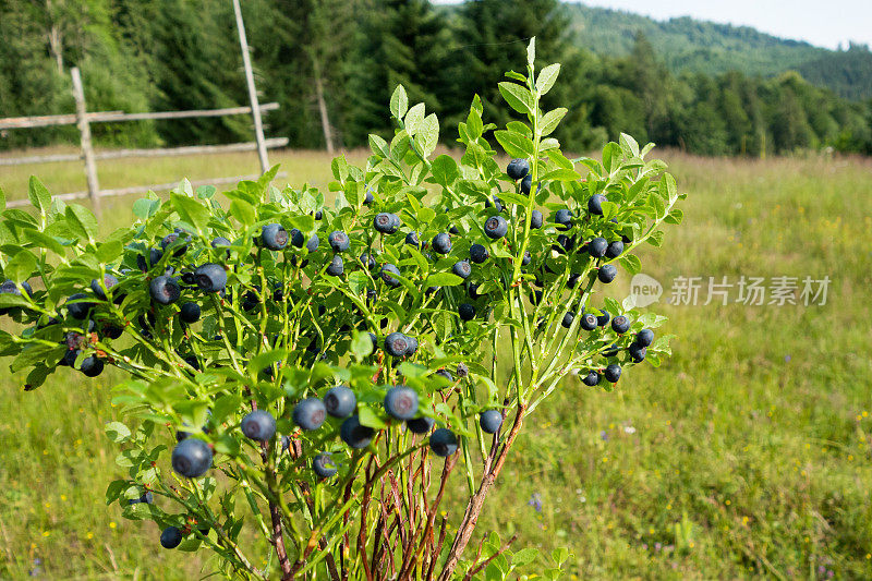 王尔德蓝莓