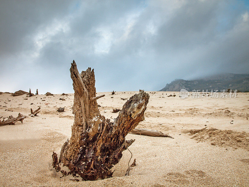 在西班牙安达卢西亚塔里法的一个沙丘上休息的一棵干燥的树