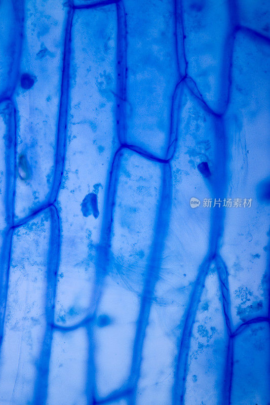 显微镜下展示植物(洋葱)的细胞结构。