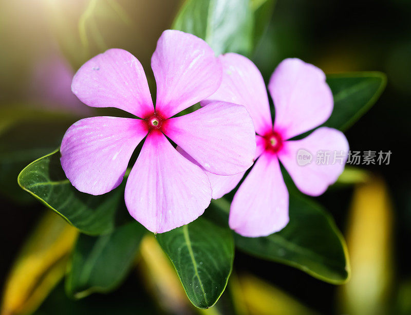 漂亮的粉红色长春花，或长春花