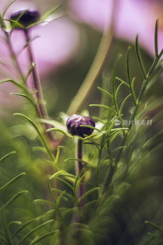 艺术的本质。宇宙花的蓓蕾准备开放