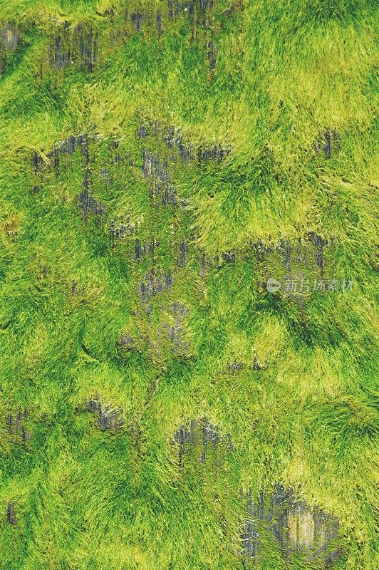 长满青草、苔藓、地衣的岩石。纹理背景