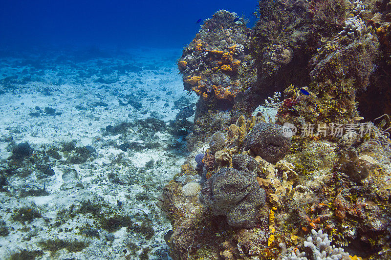 珊瑚礁和逃跑的海龟