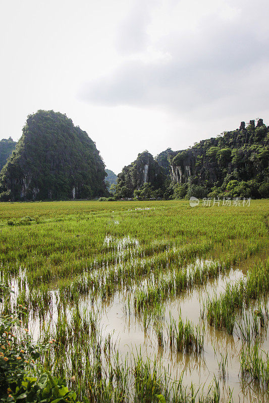 越南的稻田