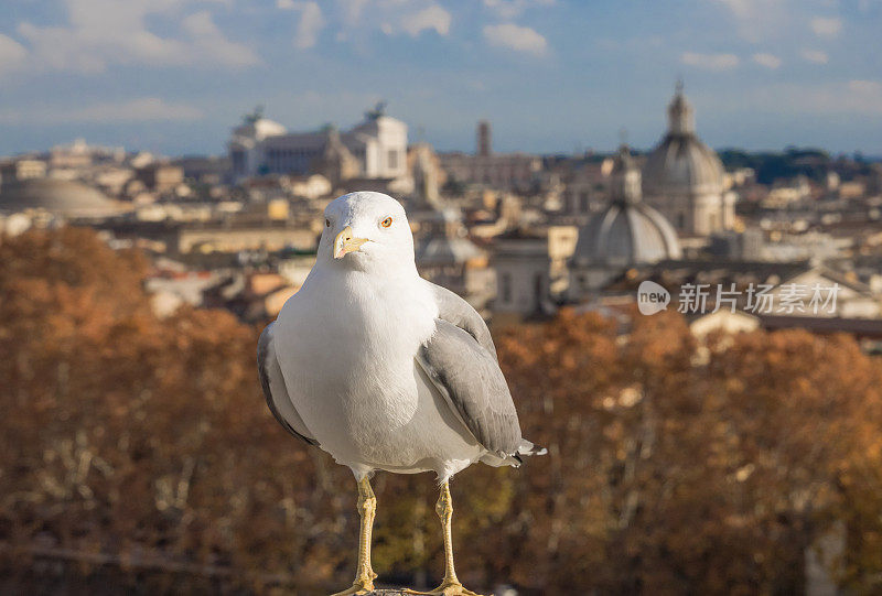 罗马(意大利)-圣天使城堡的城市景观