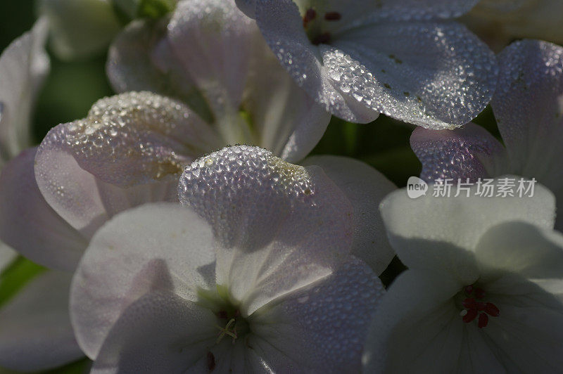 雨滴落在花瓣上