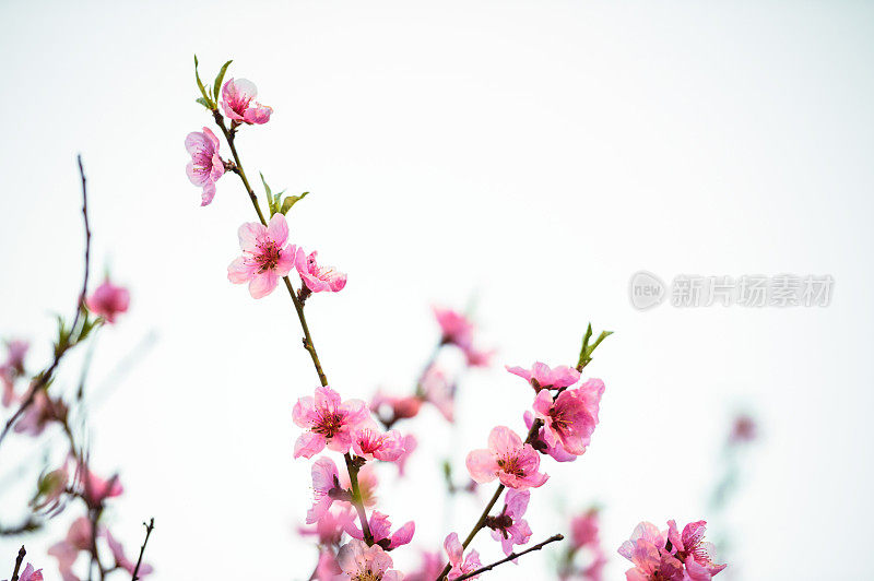 樱花的花瓣