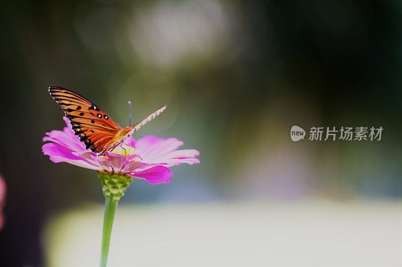 特写蝴蝶在粉红色百日菊与许多copyspace散焦背景