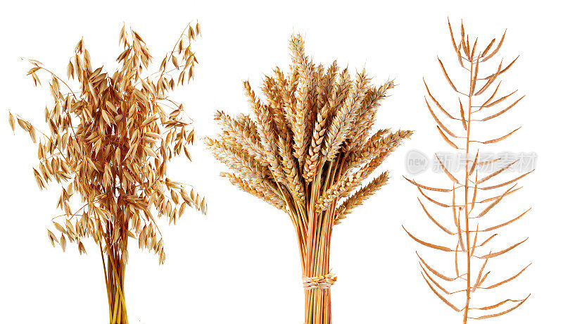 成熟的谷类植物燕麦，小麦和油菜分离。