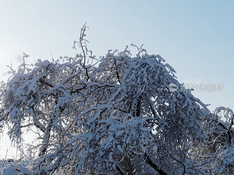 树枝上有厚厚的积雪