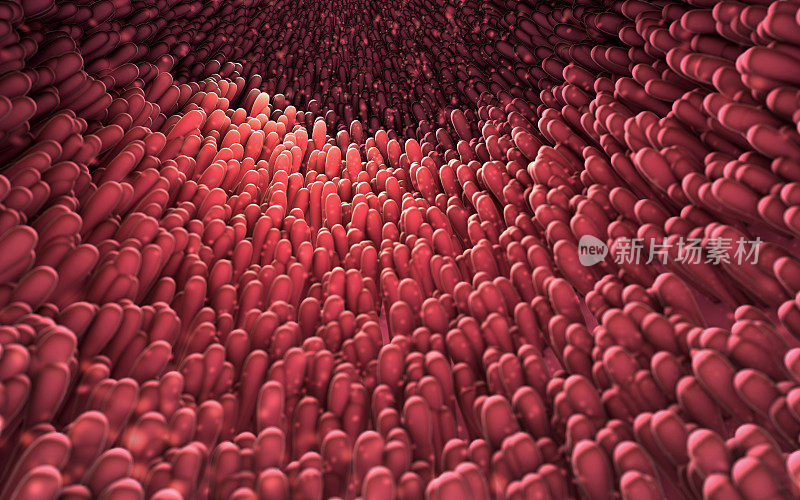 肠绒毛显微特写的三维图像