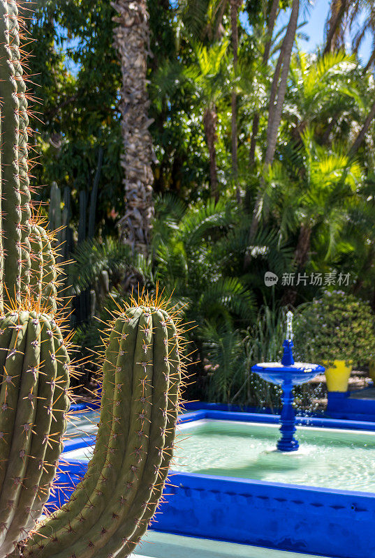 摩洛哥的仙人掌植物和喷泉