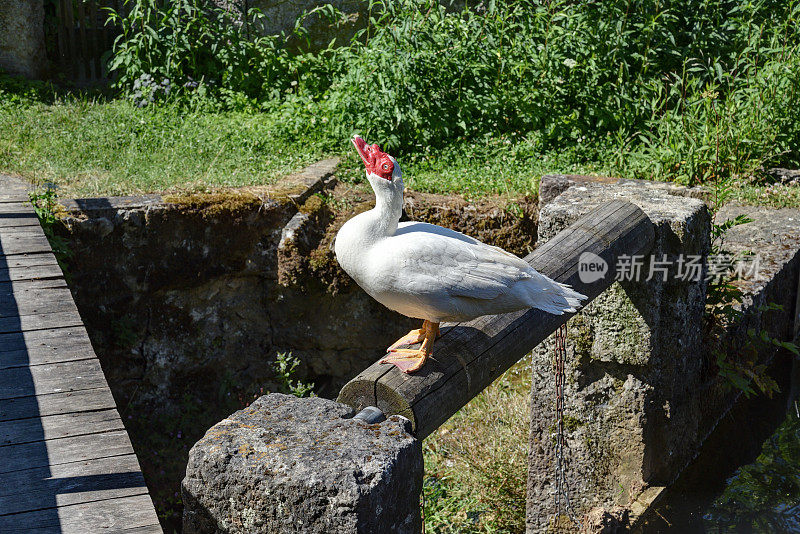 堰与鸭