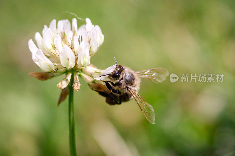 蜜蜂在花上采集花蜜