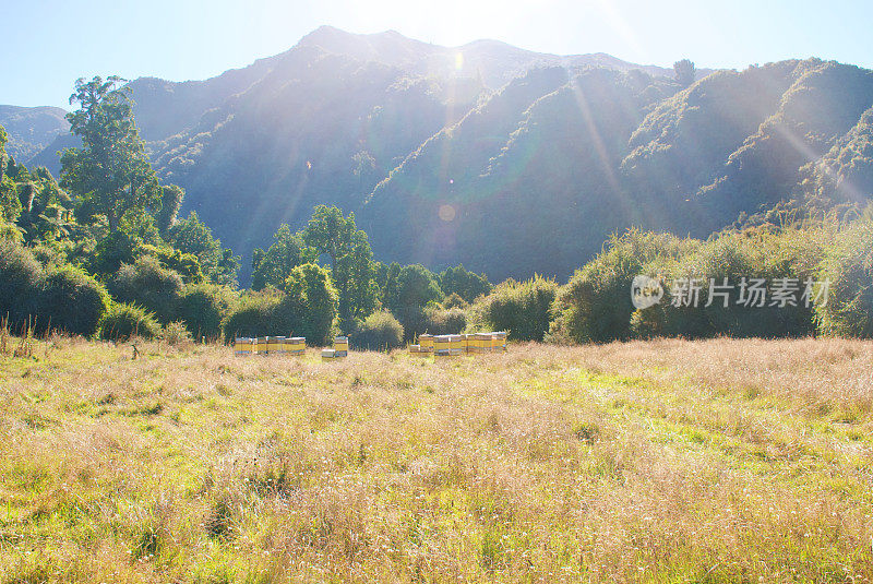 夏天山里的蜂箱