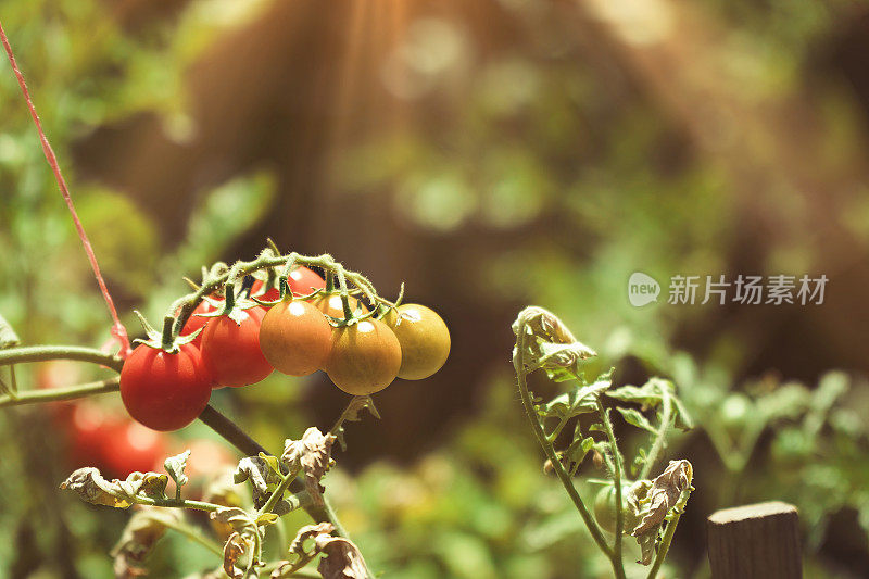 花园里的一束樱桃番茄