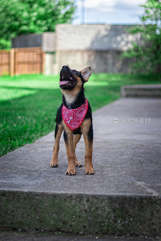 德国牧羊犬小狗杜克