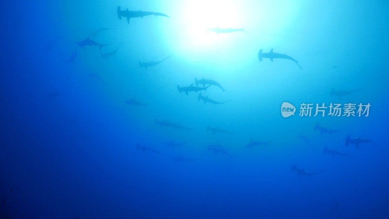 双髻鲨在海面下成群游动