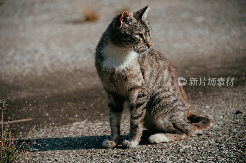 可爱的小猫猫肖像