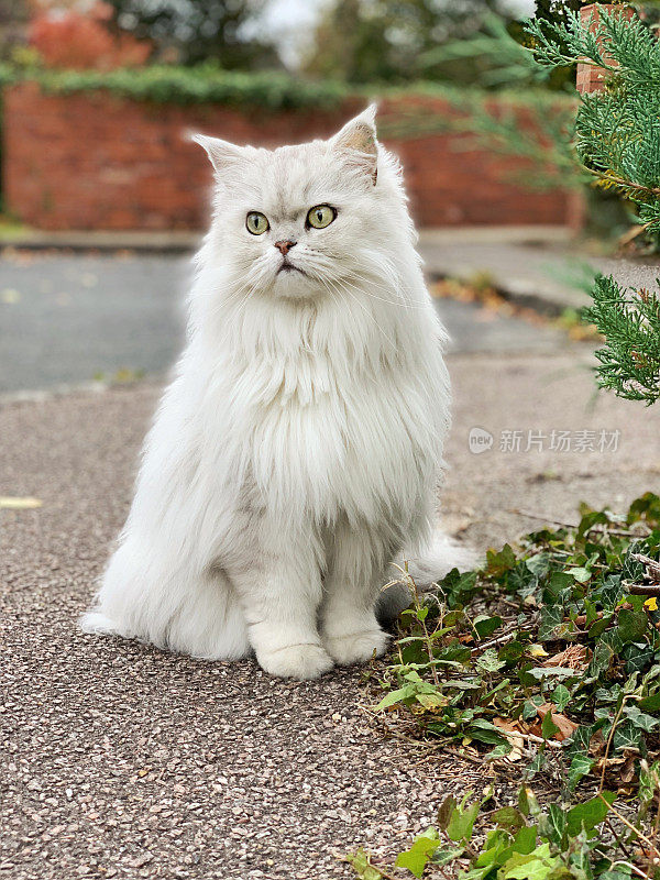 可爱的英国长毛猫坐在街上，英国