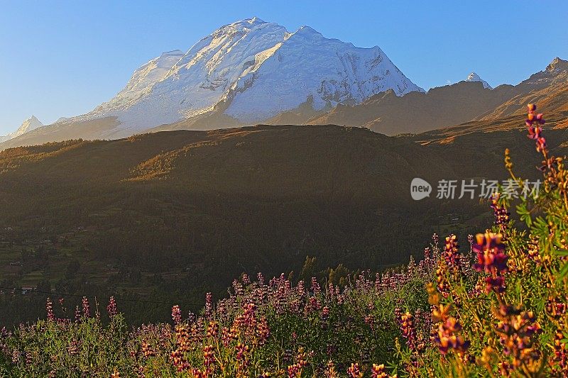 秘鲁，安卡什，科迪勒拉·布兰卡，金色夕阳下的胡斯卡兰和野花