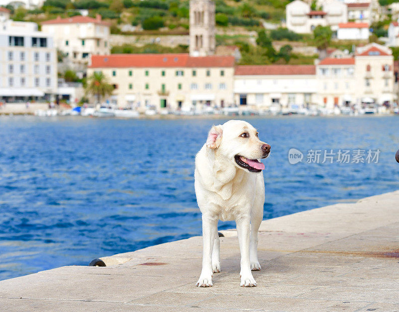 克罗地亚的拉布拉多寻回犬