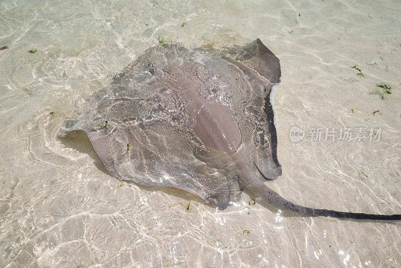 马尔代夫印度洋沙滩浅水中的黄貂鱼