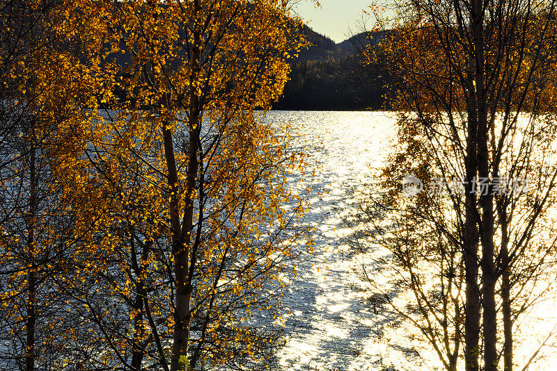 北欧湖边的景色与树变黄
