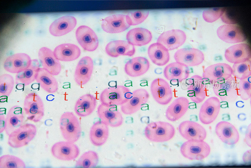 显微镜下龟血的DNA密码