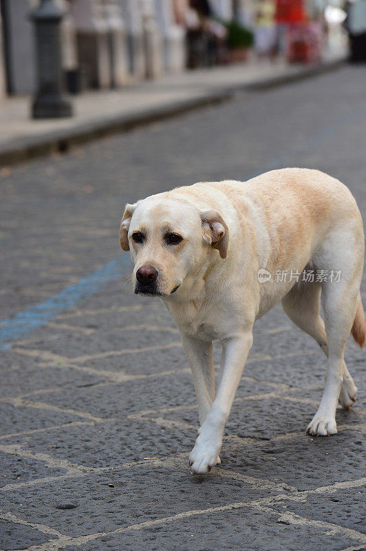 西西里的拉布拉多寻回犬